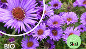 Biologisch Herfstaster   Aster novae angliae 'Purple Dome' TIP