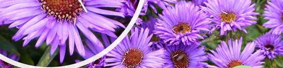 Biologisch Herfstaster - Aster novae-angliae 'Purple Dome' TIP