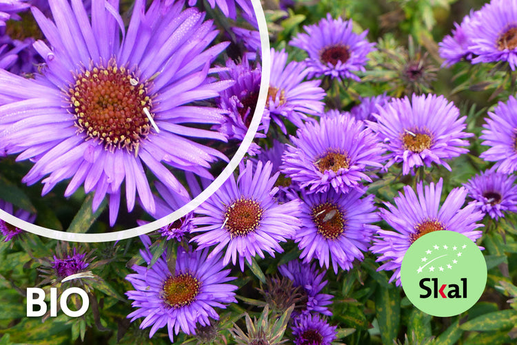 Biologisch Herfstaster - Aster novae-angliae 'Purple Dome' TIP