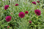 Biologisch Beemdkroon - Knautia macedonica