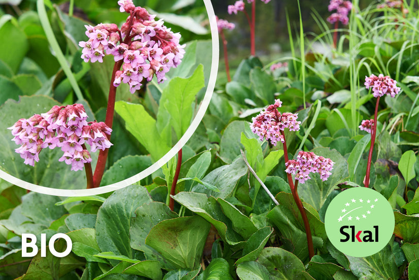 Biologisch Schoenlappersplant - Bergenia cordifolia