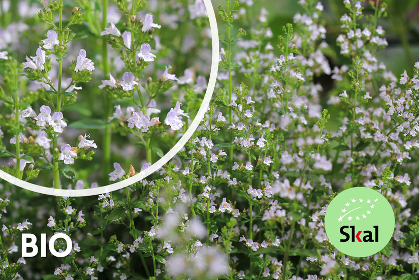 Biologisch Bergsteentijm - Calamintha nepeta nepeta