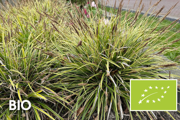 Biologisch Zegge - Carex morrowii 'Ice Dance'