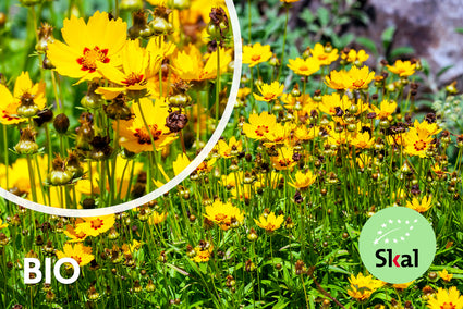 Biologisch Meisjesogen - Coreopsis lanceolata 'Sterntaler'