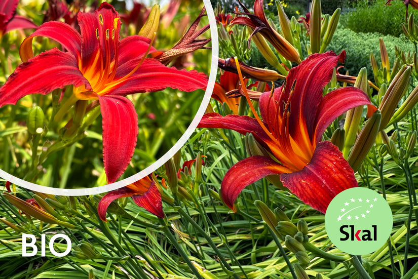 Biologische Daglelie (Rood) - Hemerocallis 'Sammy Russell'