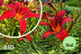 Biologische Daglelie (Rood) - Hemerocallis 'Sammy Russell'