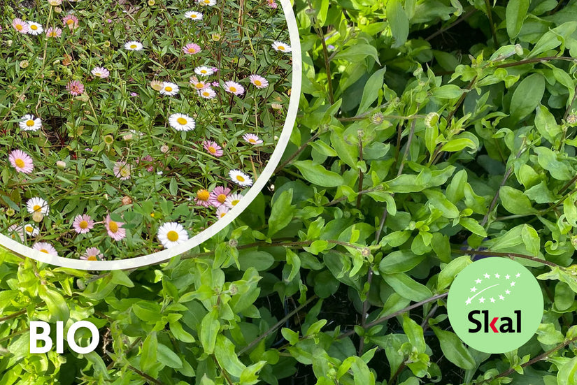 Biologisch Muurfijnstraal - Erigeron karvinskianus