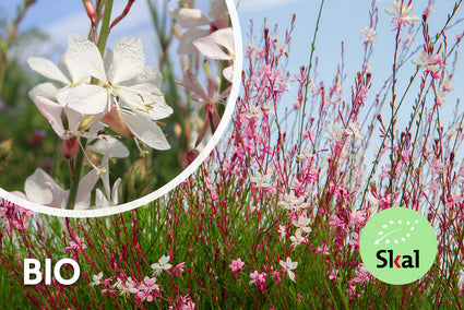 Biologisch Prachtkaars - Gaura lindheimeri. 'Whirling Butterflies'