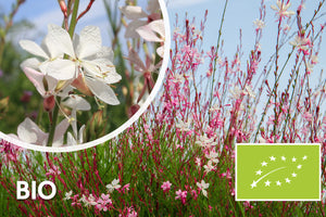 Biologisch Prachtkaars - Gaura lindheimeri. 'Whirling Butterflies'