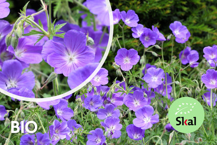 Biologisch Ooievaarsbek (Middelhoog) - Geranium 'Orion'