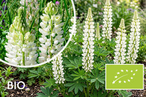 Biologische Lupine (Wit) - Lupinus 'Gallery White'