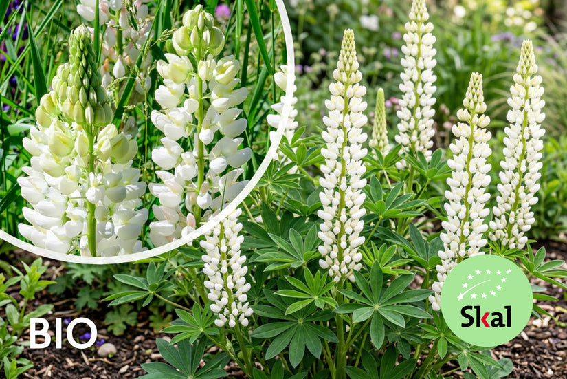 Biologische Lupine (Wit) - Lupinus 'Gallery White'