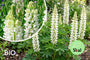 Biologische Lupine (Wit) - Lupinus 'Gallery White'