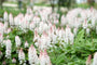 Biologisch Schuimbloem - Tiarella cordifolia