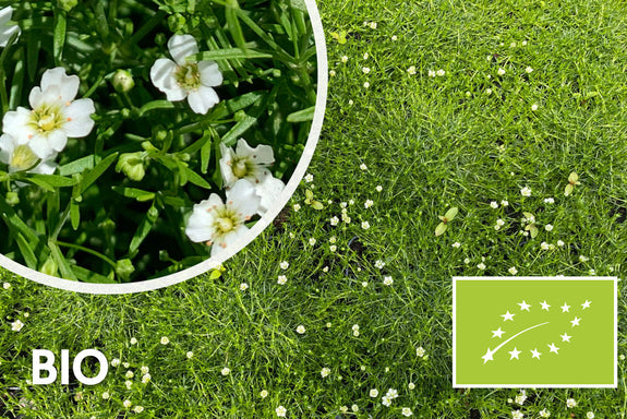 Biologisch Priemvetmuur - Sagina Subulata