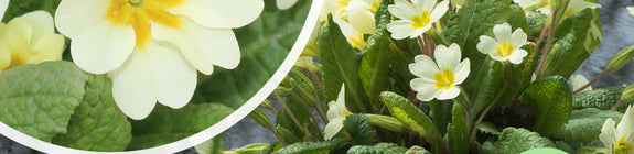 Biologisch Sleutelbloem - Primula vulgaris