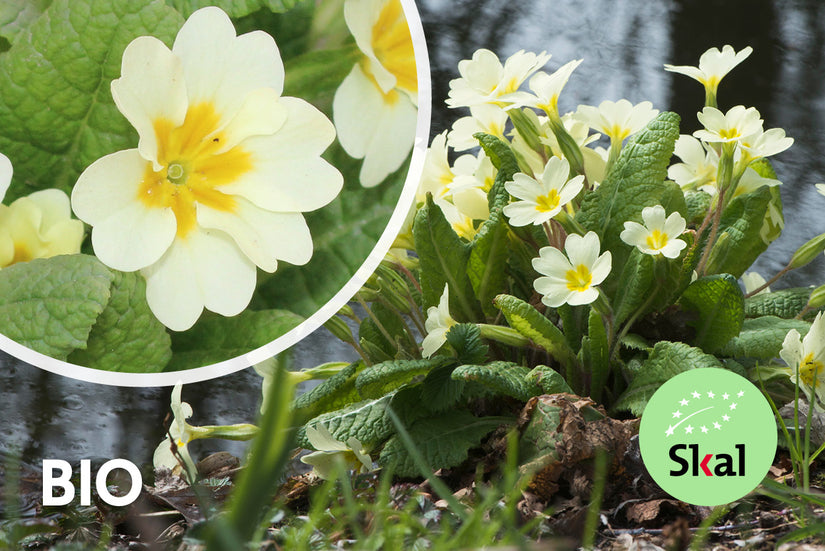 Biologisch Sleutelbloem - Primula vulgaris