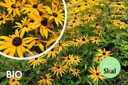 Biologisch Gele Zonnehoed - Rudbeckia Fulgida 'Goldsturm'