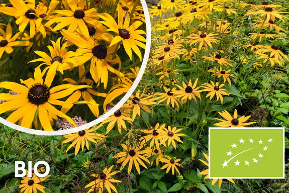 Biologisch Gele Zonnehoed - Rudbeckia Fulgida 'Goldsturm'