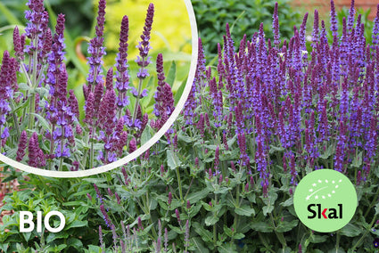 Biologisch Salie - Salvia nemorosa 'Mainacht' TIP