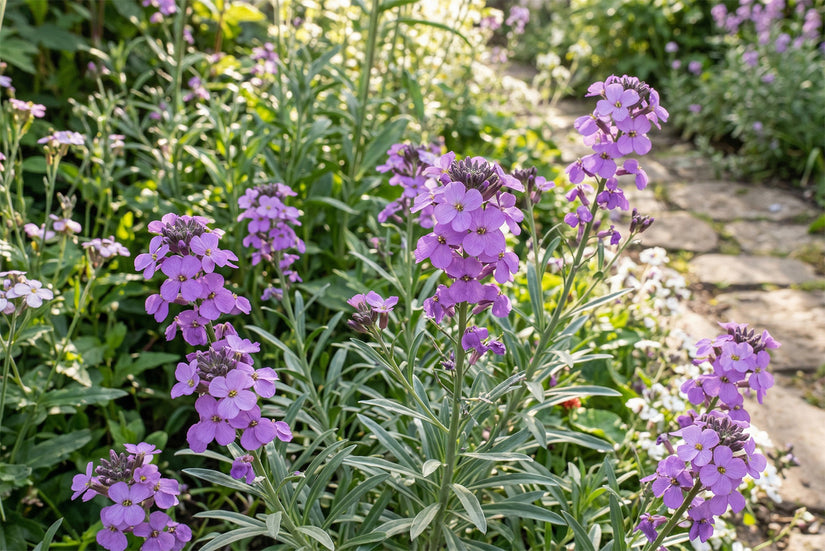 Biologische Steenraket - Erysimum linifolium 'Bowles me Away'