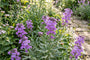 Biologische Steenraket - Erysimum linifolium 'Bowles me Away'