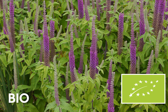 Biologisch Gamander - Teucrium hyrcanicum
