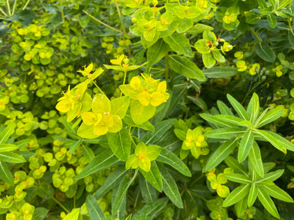 Biologische Wolfsmelk - Euphorbia Martinii