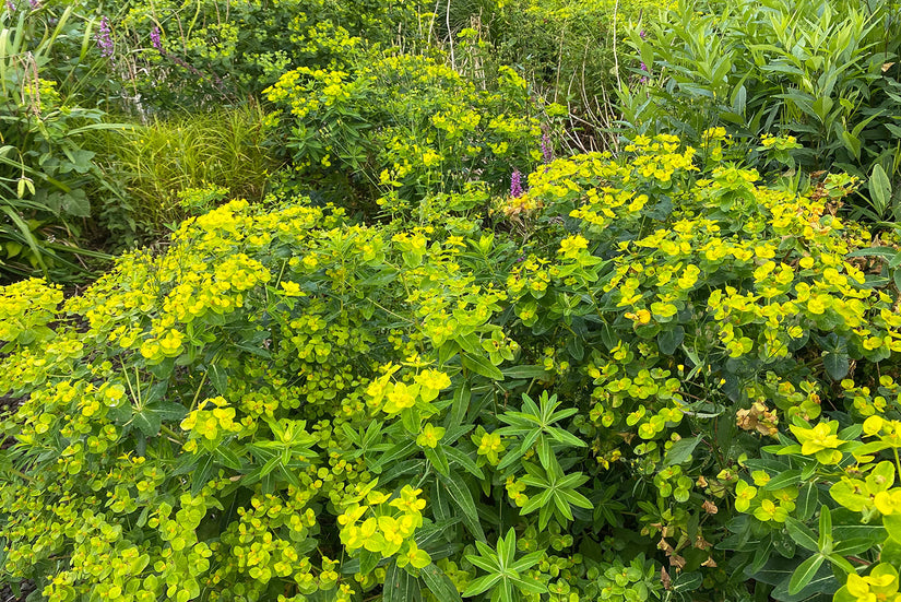 Biologische Wolfsmelk - Euphorbia Martinii