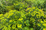 Biologische Wolfsmelk - Euphorbia Martinii