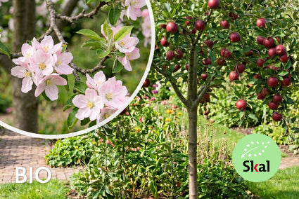 Biologisch Appelboom - Malus domestica 'Ingrid Marie'