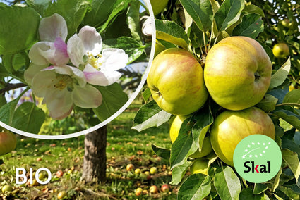 Biologisch Appelboom - Malus domestica 'Bramsleys Seedling'