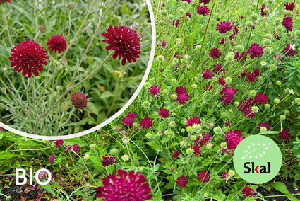 Biologisch Beemdkroon - Knautia macedonica