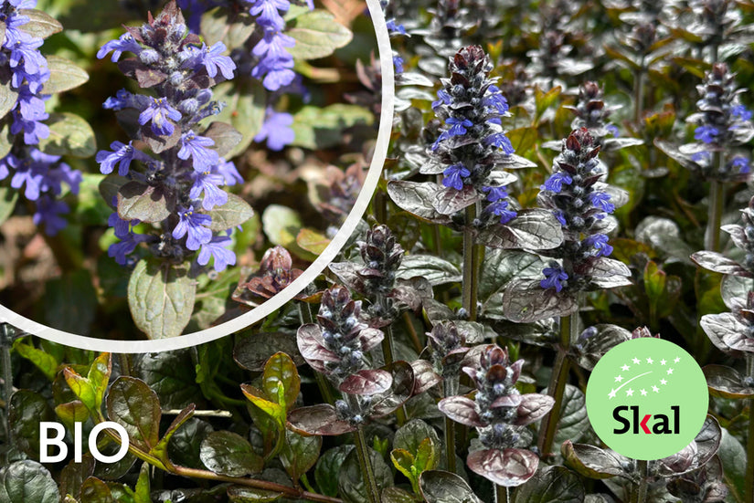 Biologisch Kruipend Zenegroen - Ajuga reptans 'Atropurpurea' (ook per/m2)