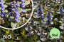 Biologisch Kruipend Zenegroen - Ajuga reptans 'Atropurpurea' (ook per/m2)