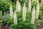 Biologische Lupine (Wit) - Lupinus 'Gallery White'