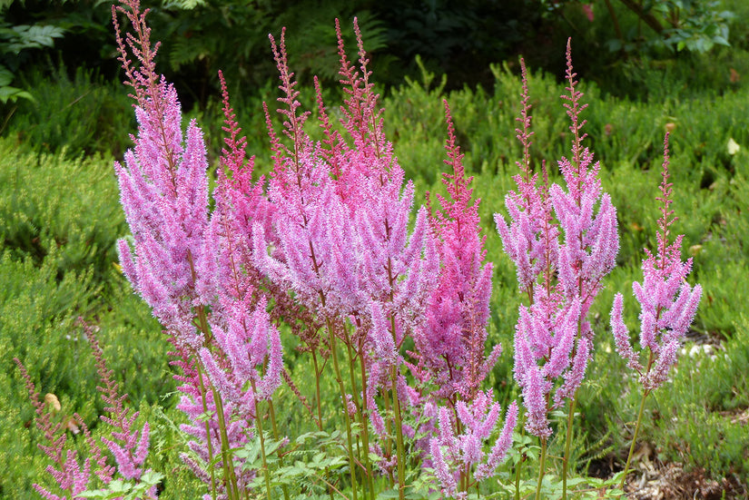 Biologisch Spierstruik - Astilbe chinensis 'Pumila'