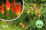 Biologisch Vuurpijl - Kniphofia uvaria