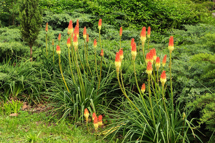 Biologisch Vuurpijl - Kniphofia uvaria