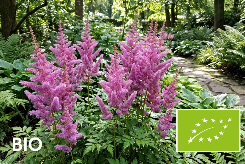 Biologisch Spierstruik - Astilbe 'Amethyst'