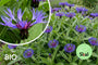 Biologische Korenbloem - Centaurea montana