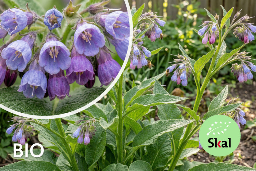 Biologische Gewone smeerwortel - Symphytum officinale