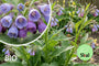 Biologische Gewone smeerwortel - Symphytum officinale