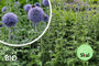 Biologische Kogeldistel - Echinops ritro