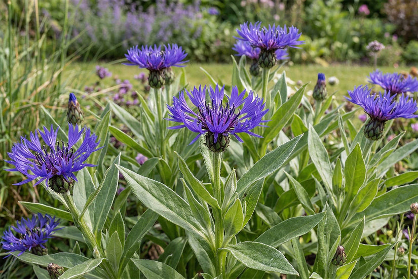 Biologische Korenbloem - Centaurea montana