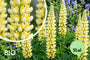 Biologische Lupine (Licht geel) - Lupinus 'Chandelier'