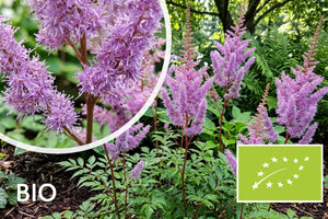 Biologische Spierstruik - Astilbe chinensis 'Superba'