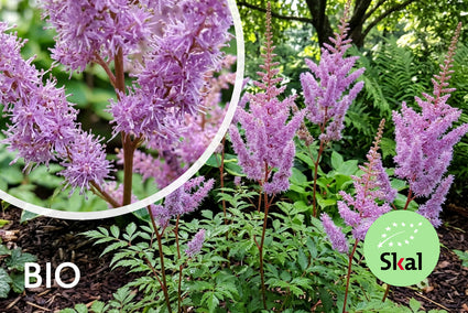 Biologische Spierstruik - Astilbe chinensis 'Superba'