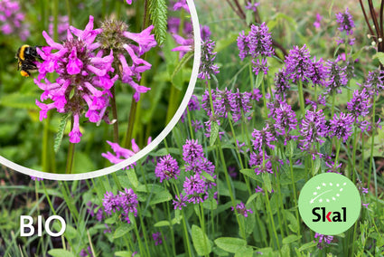 Biologische Stachys officinalis - Betonie