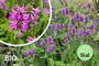 Biologische Stachys officinalis - Betonie